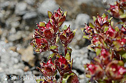 Zweiblütiger Steinbrech (Saxifraga biflora) (C171964) Zweiblütiger Steinbrech (Saxifraga biflora) (C171964)
