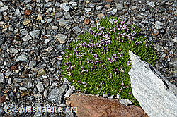 Kalk-Polsternelke (Silene acaulis) (C171994) Kalk-Polsternelke (Silene acaulis) (C171994)