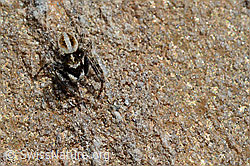C172082: Attulus longipes (Springspinne)