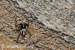 C172091: Attulus longipes (Springspinne)