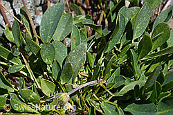 Alpen-Wundklee (Anthyllis vulneraria ssp. alpestris) (C172107)