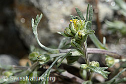 Echte Edelraute (Artemisia umbelliformis) (08.2020, C172114)