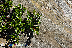 Photo: Salix foetida