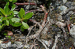 Photo: Salix foetida