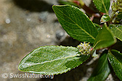 Photo: Salix foetida