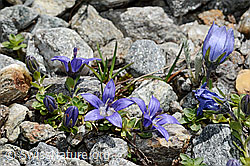 Mont Cenis-Glockenblume (Campanula cenisia) (C172135) Mont Cenis-Glockenblume (Campanula cenisia) (C172135)
