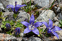 Mont Cenis-Glockenblume (Campanula cenisia) (C172138) Mont Cenis-Glockenblume (Campanula cenisia) (C172138)