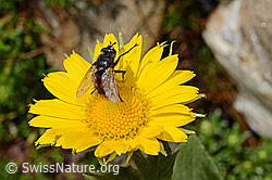 Foto: Tachina magnicornis (Raupenfliege) auf Grossköpfiger Gämswurz (Doronicum grandiflorum)