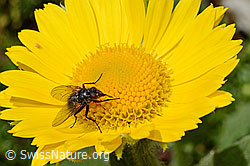 Foto: Fliege auf Blüte der Grossköpfigen Gämswurz (Doronicum grandiflorum)