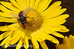 Foto: Tachina magnicornis (Raupenfliege) auf Grossköpfiger Gämswurz (Doronicum grandiflorum)
