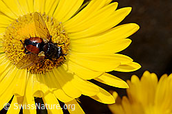 Tachina magnicornis (Raupenfliege) auf Grossköpfiger Gämswurz (Doronicum grandiflorum) (08.2020, C172235)