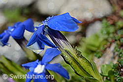 Rundblättriger Enzian (Gentiana orbicularis) (C172249)