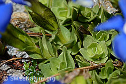 Rundblättriger Enzian (Gentiana orbicularis) (08.2020, C172250)