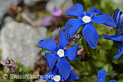 Rundblättriger Enzian (Gentiana orbicularis) (C172252)