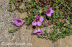 Gegenblättriger Steinbrech (Saxifraga oppositifolia) (C172255) Gegenblättriger Steinbrech (Saxifraga oppositifolia) (C172255)