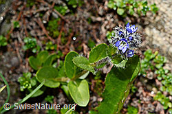 Alpen-Ehrenpreis (Veronica alpina) (C172293) Alpen-Ehrenpreis (Veronica alpina) (C172293)