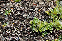 Gegenblättriger Steinbrech (Saxifraga oppositifolia) (08.2020, C172743)