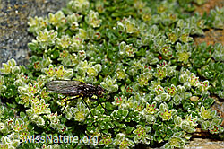 Foto: Zaphne ambigua (Blumenfliege) auf Alpen-Bruchkraut (Herniaria alpina)