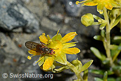 Mycophaga testacea (Blumenfliege) auf Bewimpertem Steinbrech (Saxifraga aizoides) (C172788) Mycophaga testacea (Blumenfliege) auf Bewimpertem Steinbrech (Saxifraga aizoides) (C172788)
