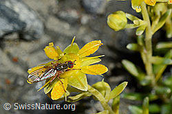 Mycophaga testacea (Blumenfliege) auf Bewimpertem Steinbrech (Saxifraga aizoides) (C172789) Mycophaga testacea (Blumenfliege) auf Bewimpertem Steinbrech (Saxifraga aizoides) (C172789)