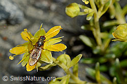 Mycophaga testacea (Blumenfliege) auf Bewimpertem Steinbrech (Saxifraga aizoides) (C172791) Mycophaga testacea (Blumenfliege) auf Bewimpertem Steinbrech (Saxifraga aizoides) (C172791)