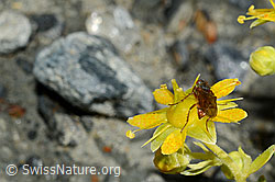 Mycophaga testacea (Blumenfliege) auf Bewimpertem Steinbrech (Saxifraga aizoides) (C172792) Mycophaga testacea (Blumenfliege) auf Bewimpertem Steinbrech (Saxifraga aizoides) (C172792)