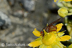 Mycophaga testacea (Blumenfliege) auf Bewimpertem Steinbrech (Saxifraga aizoides) (C172796) Mycophaga testacea (Blumenfliege) auf Bewimpertem Steinbrech (Saxifraga aizoides) (C172796)