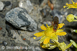 Mycophaga testacea (Blumenfliege) auf Bewimpertem Steinbrech (Saxifraga aizoides) (C172801) Mycophaga testacea (Blumenfliege) auf Bewimpertem Steinbrech (Saxifraga aizoides) (C172801)