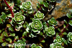 Zweiblütiger Steinbrech (Saxifraga biflora) (C172841) Zweiblütiger Steinbrech (Saxifraga biflora) (C172841)