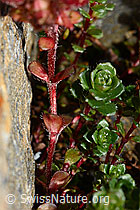 Zweiblütiger Steinbrech (Saxifraga biflora) (C172842) Zweiblütiger Steinbrech (Saxifraga biflora) (C172842)
