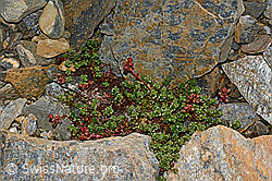 Zweiblütiger Steinbrech (Saxifraga biflora) (C172843) Zweiblütiger Steinbrech (Saxifraga biflora) (C172843)