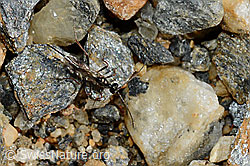 Foto: Schwarze Schlupfwespe (Pimpla rufipes)