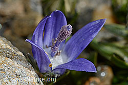 Mont Cenis-Glockenblume (Campanula cenisia) (08.2020, C172853)