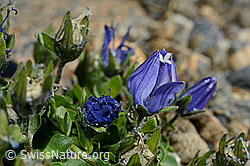 Mont Cenis-Glockenblume (Campanula cenisia) (08.2020, C172855)