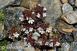 Zwerg-Augentrost (Euphrasia minima) (08.2020, C172957)