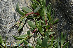 Kriechendes Gipskraut (Gypsophila repens) (C172974) Kriechendes Gipskraut (Gypsophila repens) (C172974)