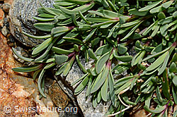Kriechendes Gipskraut (Gypsophila repens) (C172975) Kriechendes Gipskraut (Gypsophila repens) (C172975)