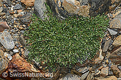 Kriechendes Gipskraut (Gypsophila repens) (C172976) Kriechendes Gipskraut (Gypsophila repens) (C172976)
