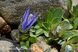 Mont Cenis-Glockenblume (Campanula cenisia) (C172986) Mont Cenis-Glockenblume (Campanula cenisia) (C172986)