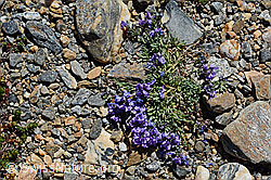 Alpen-Leinkraut (Linaria alpina) (C173016)