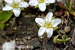 Photo: Arenaria biflora