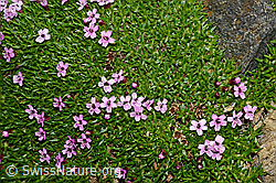 Kalk-Polsternelke (Silene acaulis) (C173140) Kalk-Polsternelke (Silene acaulis) (C173140)