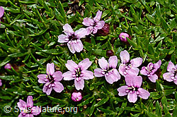 Kalk-Polsternelke (Silene acaulis) (C173141) Kalk-Polsternelke (Silene acaulis) (C173141)