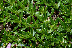 Kalk-Polsternelke (Silene acaulis) (C173142) Kalk-Polsternelke (Silene acaulis) (C173142)