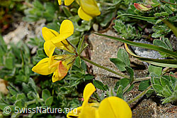 Foto: Alpen-Hornklee (Lotus alpinus)