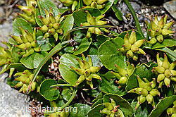 Kraut-Weide (Salix herbacea) (C173161)