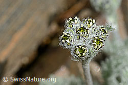 Foto: Zwerg-Schafgarbe (Achillea nana)