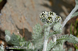 Foto: Zwerg-Schafgarbe (Achillea nana)