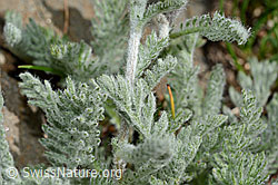 Foto: Zwerg-Schafgarbe (Achillea nana)