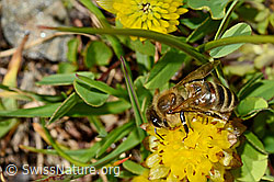 Italienische Biene (Apis mellifera ligustica) an Braun-Klee (Trifolium badium) (C173194)